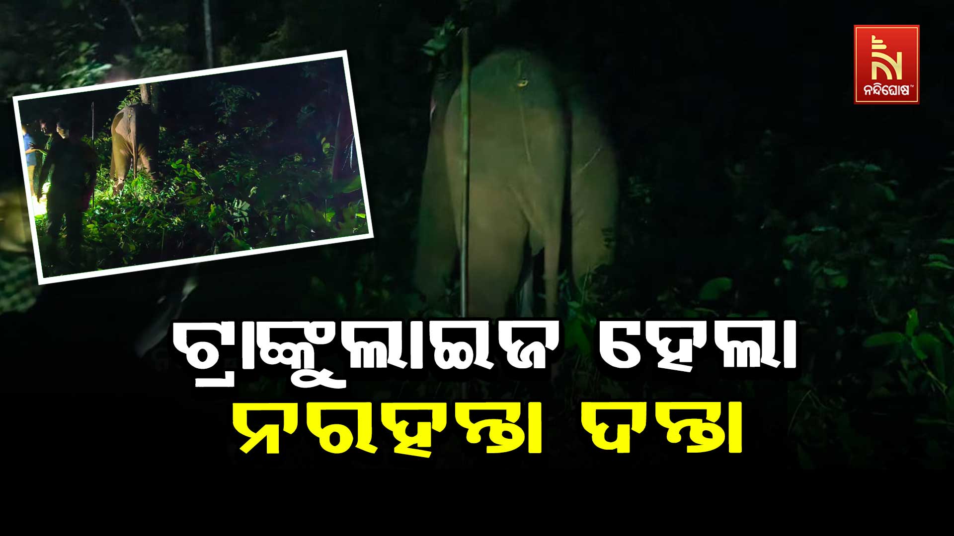 ଟ୍ରାଙ୍କୁଲାଇଜ-ହେଲା-ନରହନ୍ତା-ଦନ୍ତା