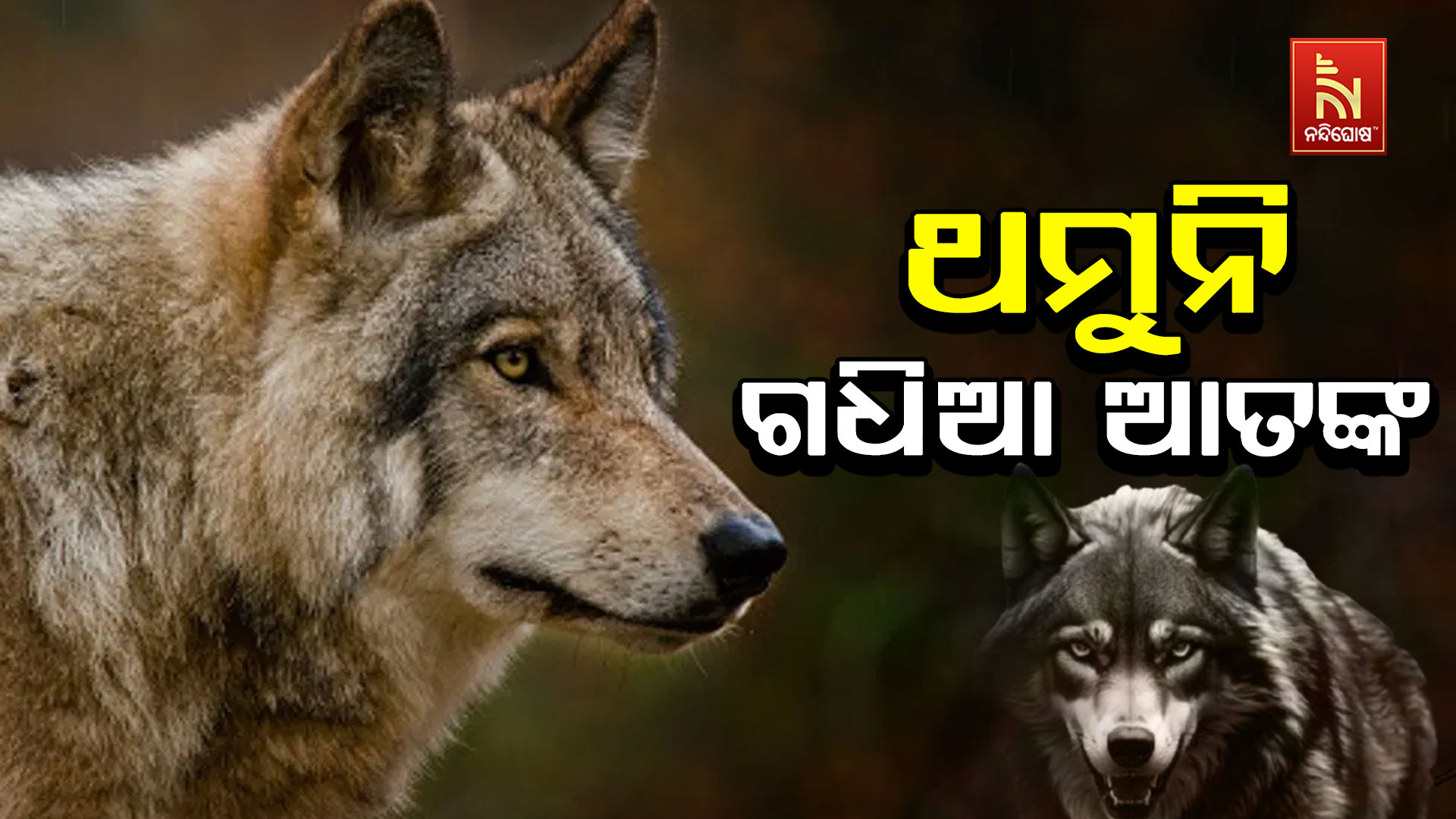 ଥମୁନି-ଗଧିଆ-ଆତଙ୍କ