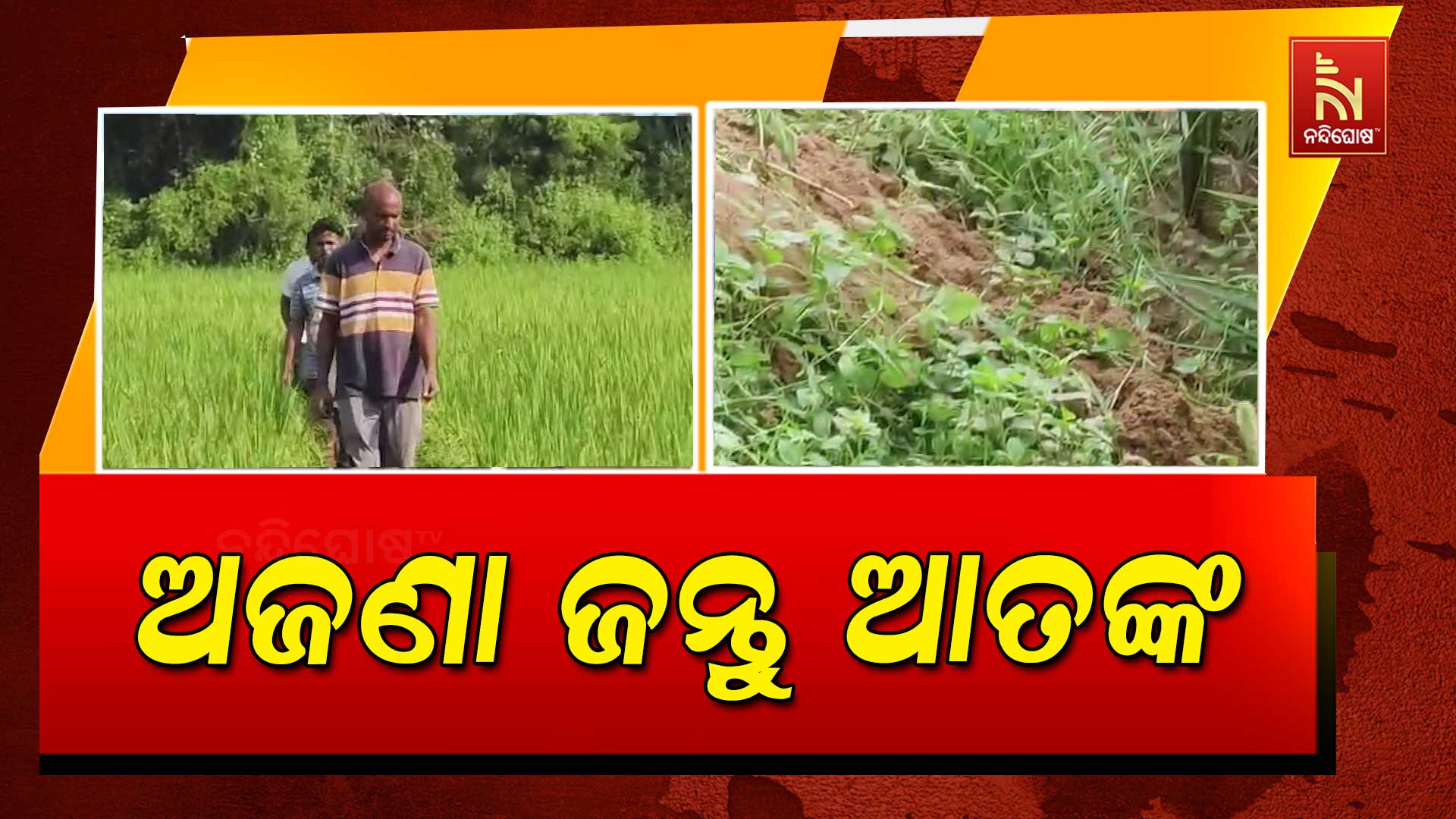 ଅଜଣା-ଜନ୍ତୁ-ଆତଙ୍କ