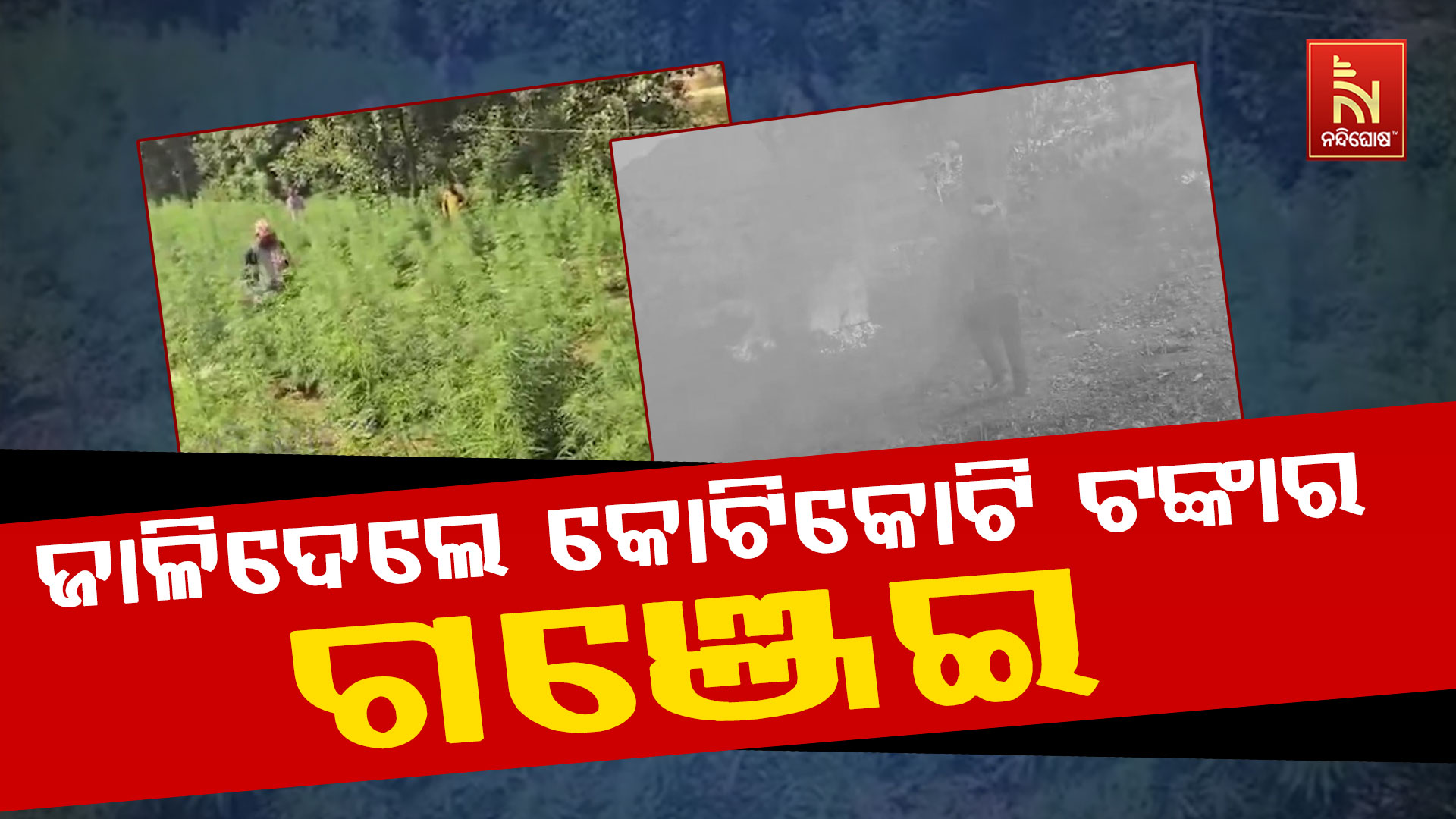 ଜାଳିଦେଲେ-କୋଟିକୋଟି-ଟଙ୍କାର-ଗଞ୍ଜେଇ