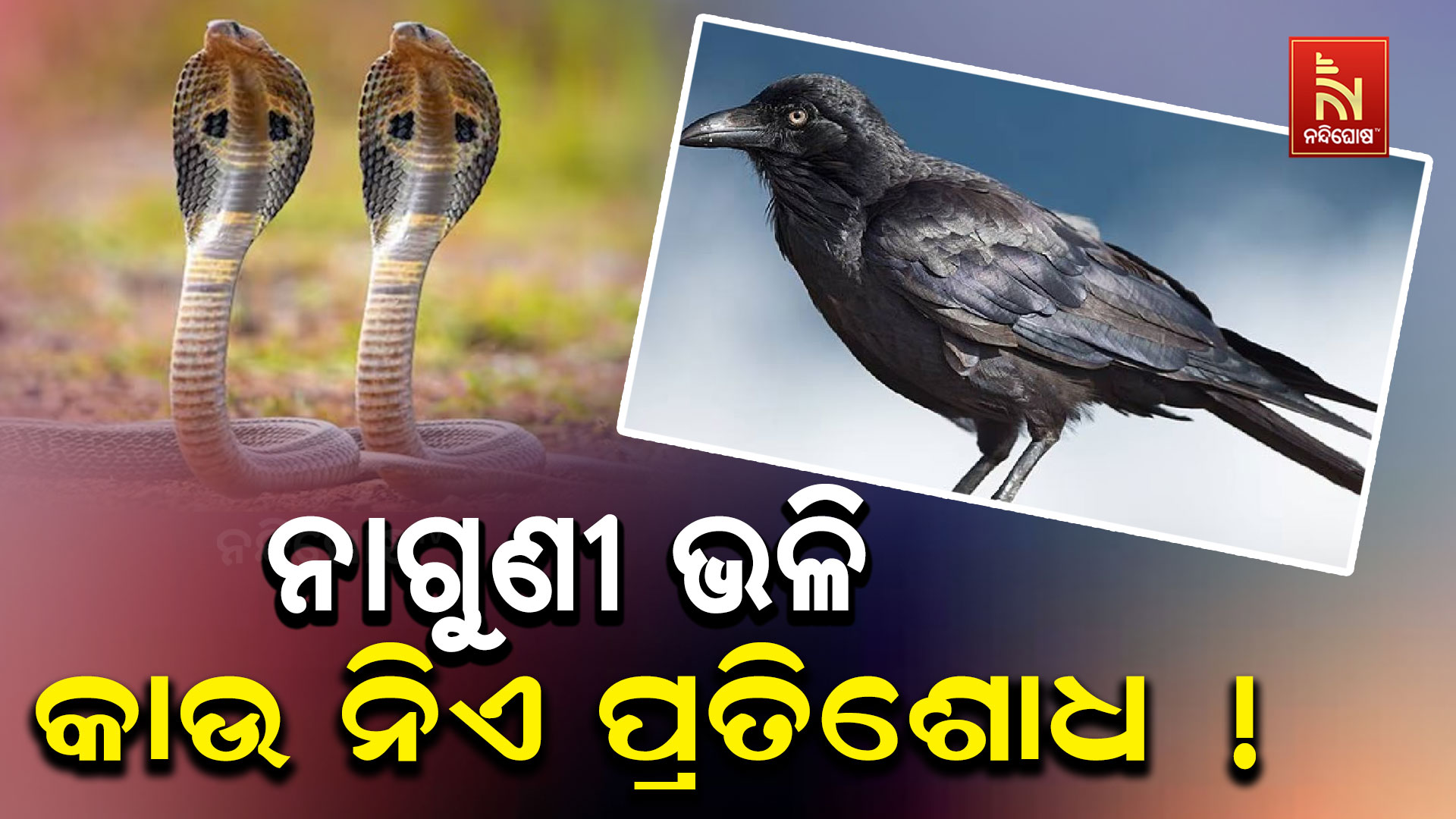 ନାଗୁଣୀ-ଭଳି-କାଉ-ନିଏ-ପ୍ରତିଶୋଧ !