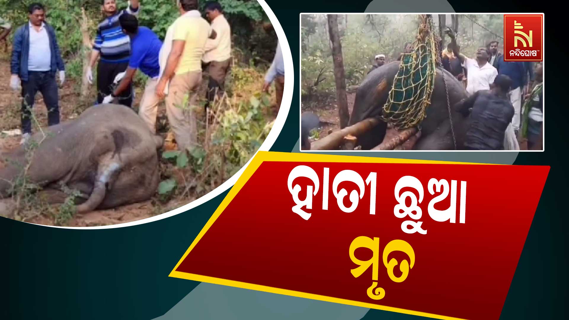 ହାତୀ-ଛୁଆ-ମୃତ-