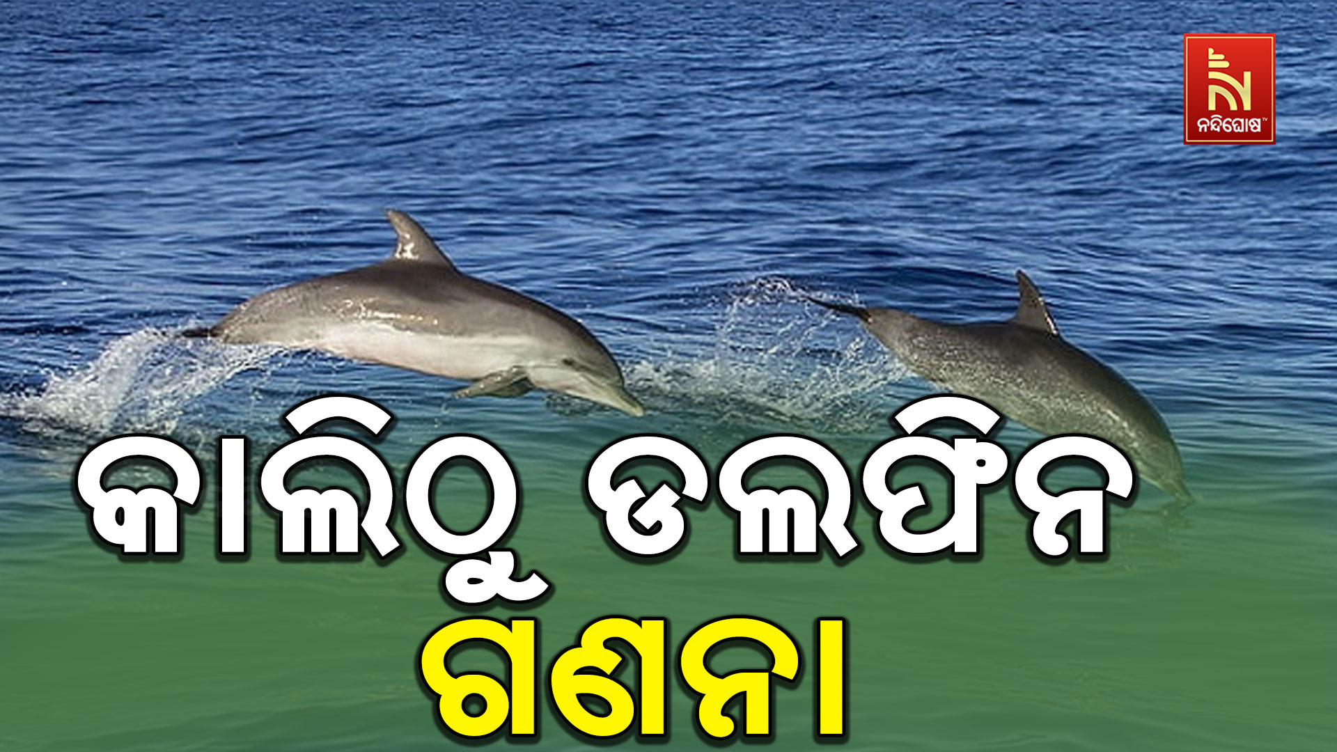 Dolphin