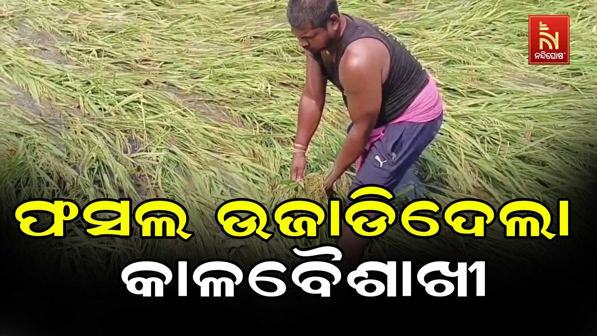 ଫସଲ-ଉଜାଡିଦେଲା-କାଳବୈଶାଖୀ-