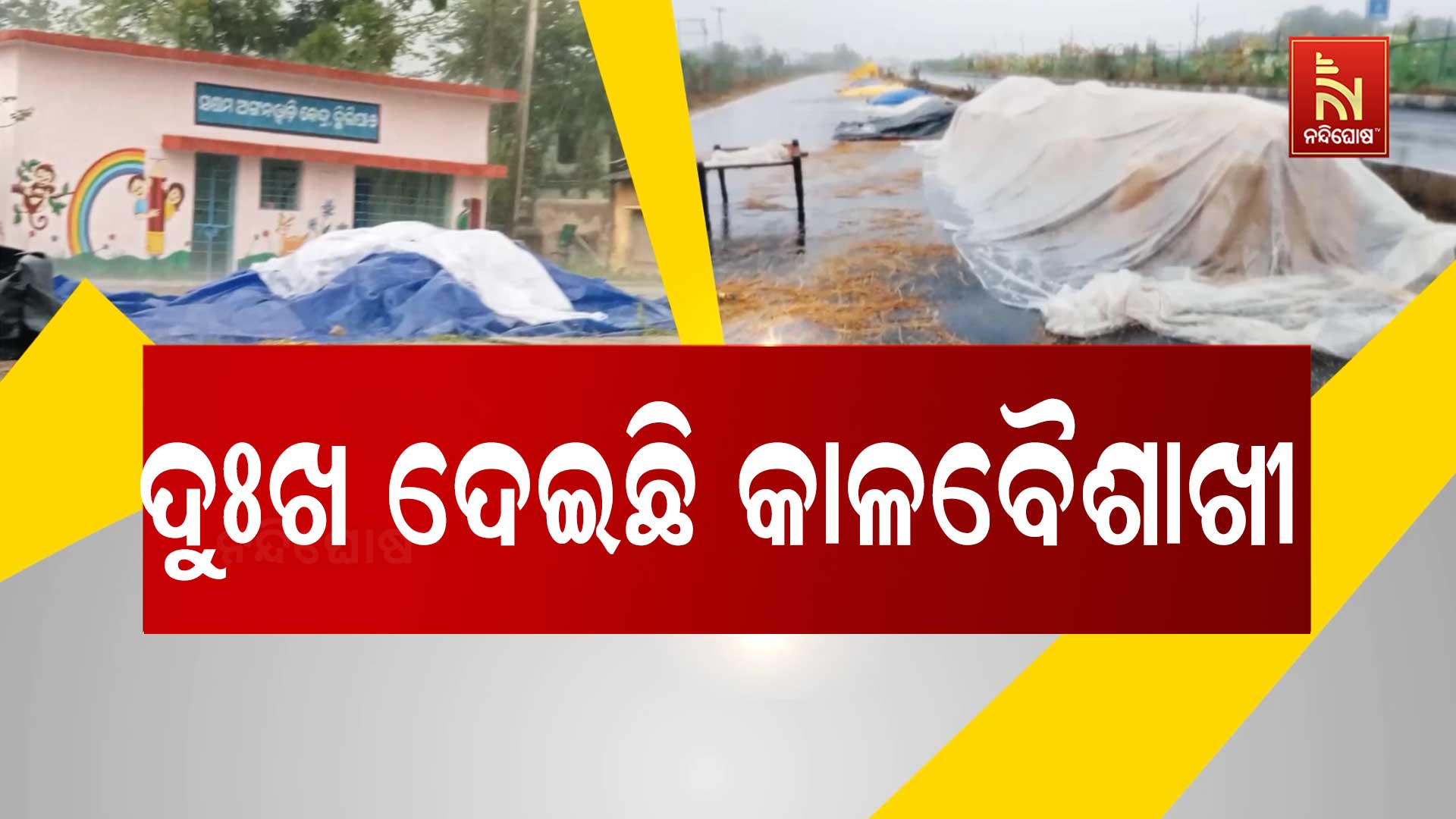 DHARMAGARH_RAIN-DAMAGE-PADDY-PKG
