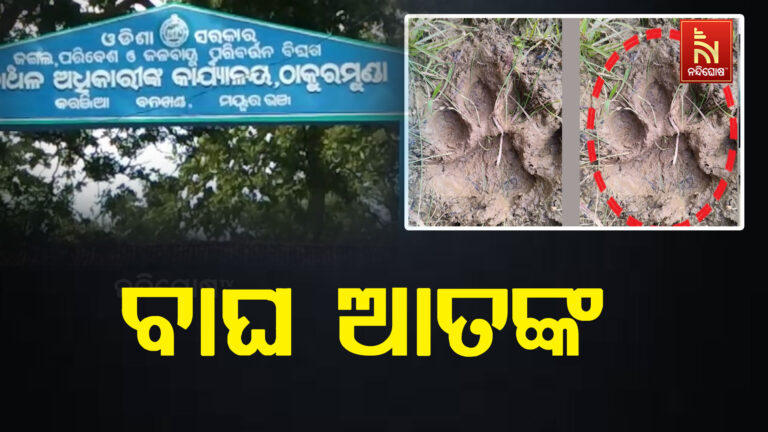 କରଞ୍ଜିଆ ବନଖଣ୍ଡରେ ବାଘ ଆତଙ୍କ : ବାଘର ପାଦ ଚିହ୍ନ ଦେଖି ଲୋକେ ଭୟଭୀତ