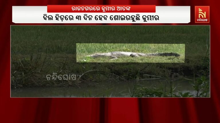 ରାଜନଗରରେ କୁମ୍ଭୀର ଆତଙ୍କ: ବିଲକୁ ଯିବାକୁ ଭୟ କରୁଛନ୍ତି ଚାଷୀ