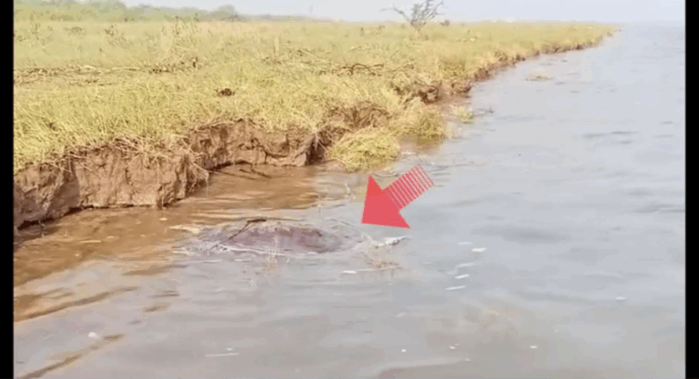 କଇଁଛ ସୁରକ୍ଷା ଏମିତି… ଦେବୀ ନଦୀରେ ଭାସୁଛନ୍ତି ମୃତ ଅଲିଭ ରିଡେଲ କଇଁଛ