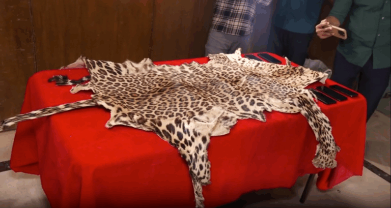 ବାଘ ଛାଲ ଡିଲ ବେଳେ ମାଡିବସିଲା ସ୍ପେଶାଲ କ୍ରାଇମ ୟୁନିଟ୍