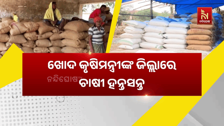 ଖୋଦ କୃଷିମନ୍ତ୍ରୀଙ୍କ ଜିଲ୍ଲାରେ ଚାଷୀ ହନ୍ତସନ୍ତ ; ଧାନ ଅମଳ କରି ଚାତକ ପରି ଜଗିଛି ଚାଷୀ