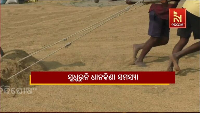 ସୁଧୁରୁନି ଧାନକିଣା ସମସ୍ୟା: ମଣ୍ଡି ଖୋଲିବା ବିଳମ୍ବକୁ ନେଇ ଚିନ୍ତାରେ ଚାଷୀ