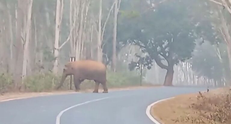 ଚମ୍ପୁଆ ରେଞ୍ଜରେ ୨୨ ଟିକିଆ ହାତୀପଲଙ୍କ ଉପଦ୍ରବ