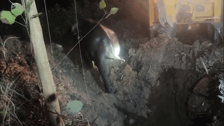 କୂଅରେ ପଡ଼ି ଯାଇଥିଲା ହାତୀ, ଉଦ୍ଧାର କଲା ବନ ବିଭାଗ