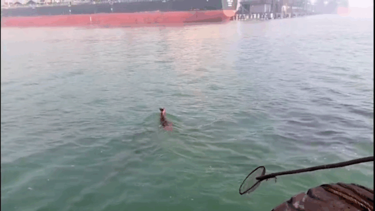 ପାରାଦୀପ ଜେଟ୍ଟି ପାଣିରୁ ଉଦ୍ଧାର ହେଲା ହରିଣ