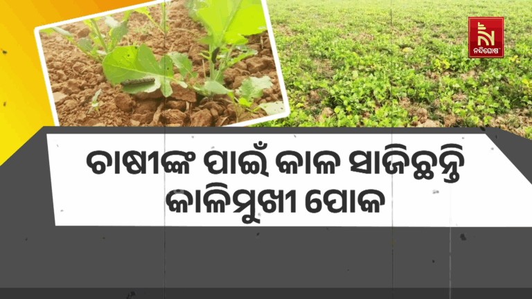 ଚାଷୀଙ୍କ ପାଇଁ କାଳ ସାଜିଛନ୍ତି କାଳୀମୁଖୀ ପୋକ