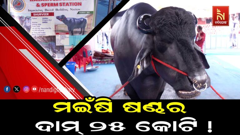 ରାଜଧାନୀରେ ମଇଁଷି ଷଣ୍ଢ, ଦାମ ୨୫ କୋଟି ଟଙ୍କା