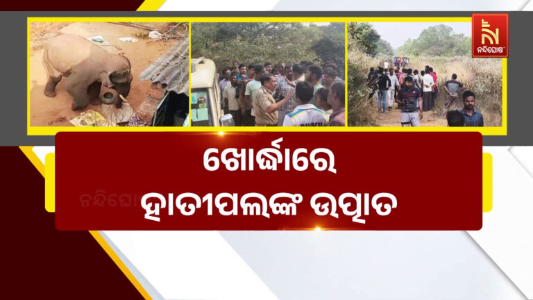 ଖୋର୍ଦ୍ଧାରେ ହାତୀପଲଙ୍କ ଉତ୍ପାତ: କାହାକୁ ଦଳି ମାରିଲେଣି ତ କାହାର ଭାଙ୍ଗିଲେଣି ଘର