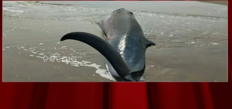 ଦେବୀ ନଦୀରେ ପଡିରହିଛି ମୃତ ତିମି ମାଛ