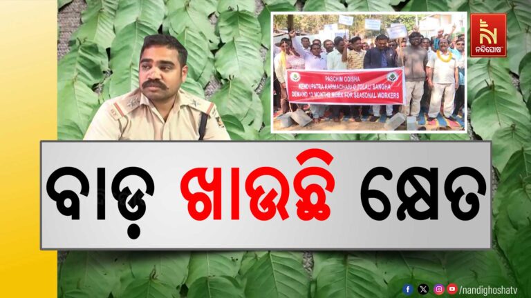 ବାଡ଼ ଖାଉଛି କ୍ଷେତ ; କେନ୍ଦୁପତ୍ର ତୋଳାଳିଙ୍କ ଟଙ୍କା ଲୁଟୁଛନ୍ତି ବନ ଅଧିକାରୀ