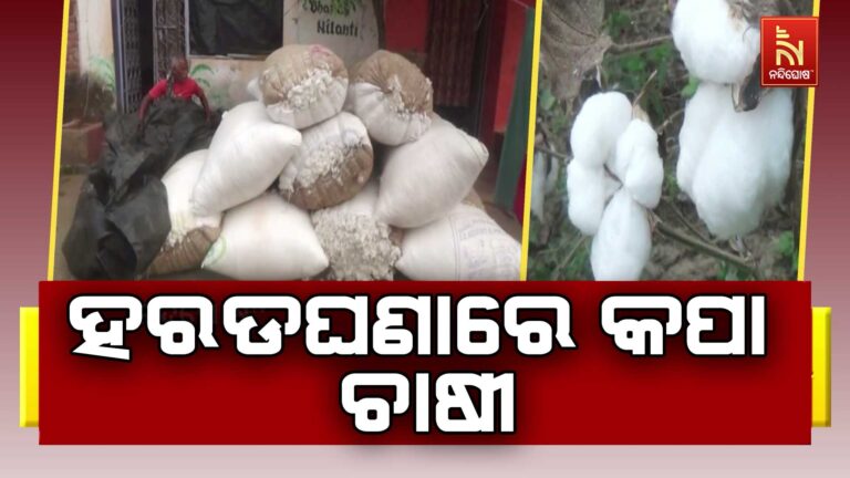 ଚିନ୍ତାରେ ରାୟଗଡା ଜିଲ୍ଲାର କପା ଚାଷୀ।: ଅଭାବୀ ବିକ୍ରିର ଶିକାର ହେଉଛି ଚାଷୀ