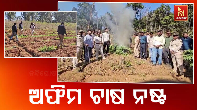 ଶିମିଳିପାଳ ଅଭୟାରଣ୍ୟ ଭିତରେ ବେଆଇନ ଅଫିମ ଚାଷ ଉପରେ ପୋଲିସର ମିଳିତ ଚଢ଼ାଉ