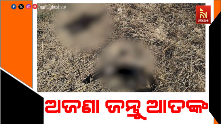 ଅଜଣା ଜନ୍ତୁ ଆତଙ୍କ: ମାରିଲାଣି ୧୩ ମେଣ୍ଢା ଓ ଛେଳି ଛୁଆ