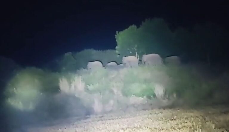 ବଣାଇଁ ବନଖଣ୍ଡର ତାମଡା ବନାଞ୍ଚଳରେ ୬ ଟି ଗାଁରେ ହାତୀ ଉପଦ୍ରବ