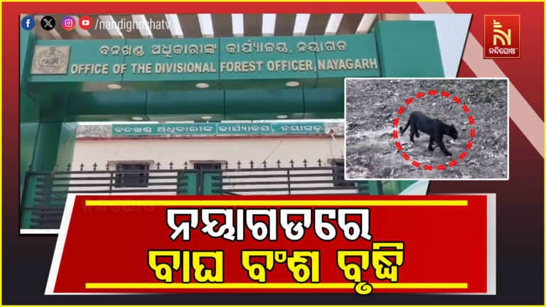 ନୟାଗଡ଼ ଜଙ୍ଗଲରେ ବଢ଼ିଲା କଳା କଲରାପତରିଆ ବାଘଙ୍କ ସଂଖ୍ୟା