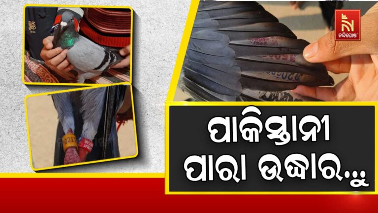 ଉଦ୍ଧାର ହେଲା ସନ୍ଦିଗ୍ଧ ପାକିସ୍ତାନୀ ପାରା, ଗୋଡ ଓ ପରରେ ଅଛି ସିକ୍ରେଟ୍ କୋର୍ଡ