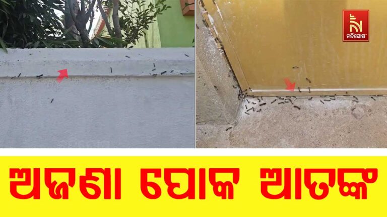 କେନ୍ଦୁଝରରେ ହଜାର ହଜାର ଅଜଣା ପୋକଙ୍କୁ ନେଇ ଆତଙ୍କିତ ଲୋକେ