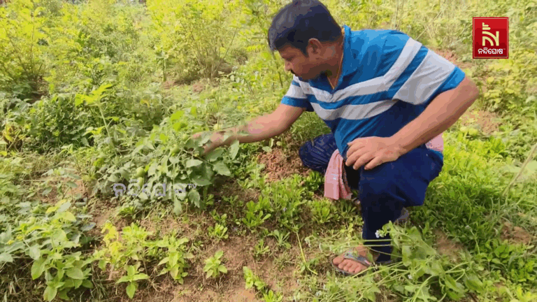 ଚାକିରିକୁ ପଛରେ ପକାଇଲା ଫାର୍ମିଂ, ଚାଷ କରି ଲାଭବାନ ଜ୍ୟୋତିକାନ୍ତ