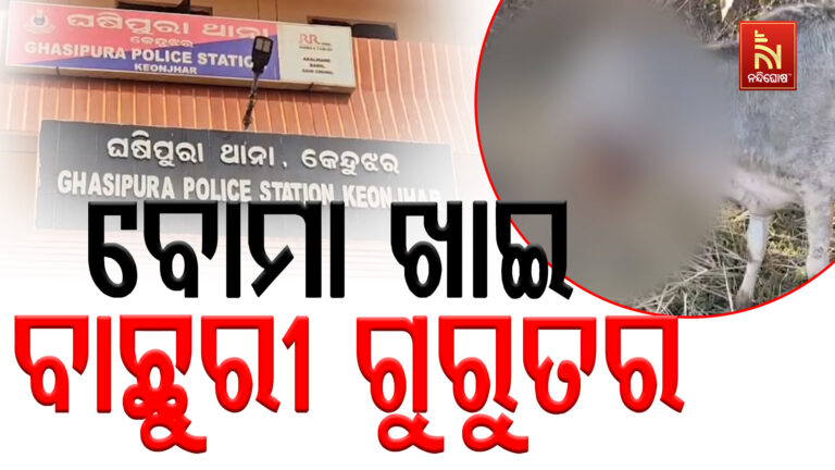 ବାରହା ପାଇଁ ଖଞ୍ଜା ଯାଇଥିଲା ବୋମା ଖାଇଦେଲା ବାଛୁରୀ ; ମୁହଁରେ ଫାଟିଗଲା ….