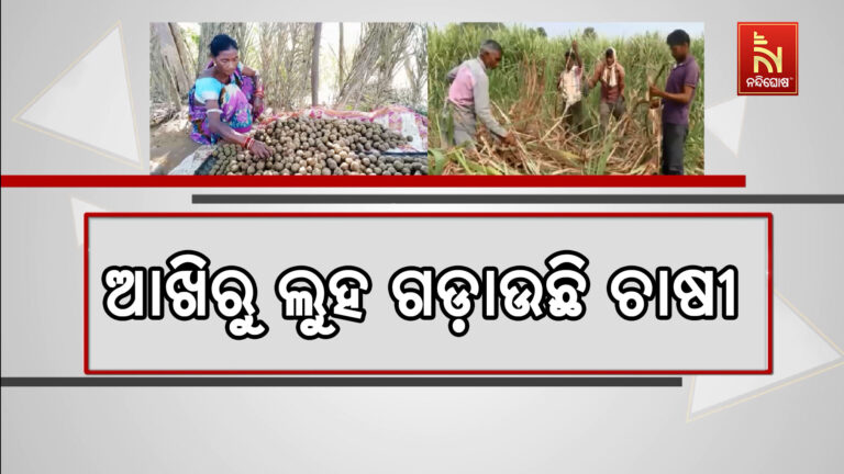 ଆଖୁ ଚାଷ କରି ଅଭାବୀ ବିକ୍ରିର ଶିକାର କଳାହାଣ୍ଡିର ଚାଷୀ