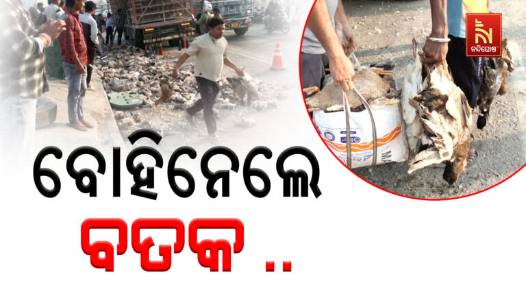 ବତକ ଗାଡି ଦୁର୍ଘଟଣାଗ୍ରସ୍ତ ; ଚାଲିଗଲା ୩୦୦୦ରୁ ଅଧିକ ବତକଙ୍କ ଜୀବନ