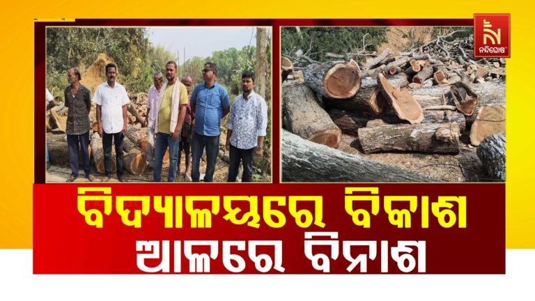 ଉଚ୍ଚ ବିଦ୍ୟାଳୟ ପରିସରରେ କାଟିଦେଲେ ବିରାଟକାୟ ଗଛ: ପ୍ରଶାସନର ଅଜାଣତରେ କଟାଯାଇଥିବା ଅଭିଯୋଗ