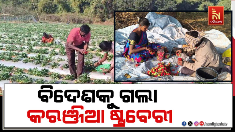 ବିଦେଶକୁ ଗଲା ମୟୂରଭଞ୍ଜ ଜିଲ୍ଲା କରଞ୍ଜିଆ ଷ୍ଟ୍ରବେରୀ