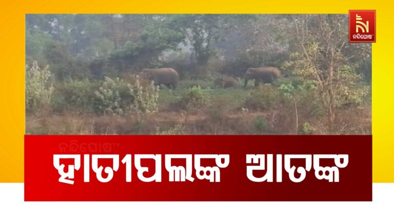 ଜଙ୍ଗଲ_ଛାଡି_ ଏବେ ଗାଁ ମୁଁହା ହାତୀ ପଲ