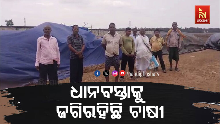 ମଣ୍ଡିରେ ପଡିରହିଛି କୁଇଣ୍ଟାଲ କୁଇଣ୍ଟାଲ ଧାନବସ୍ତା ; ମିଲର ଗାଡି ନଆସିବାରୁ ଚିନ୍ତାରେ ଚାଷୀ