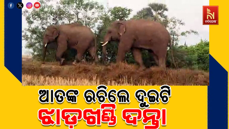 ନୀଳଗିରି ଅଞ୍ଚଳରେ ହାତୀ ଆତଙ୍କ ; ବାଡ଼ିରେ ପଶି ପନିପରିବା ଖାଇବା ସହ ନଷ୍ଟ କରିଥିବା ଅଭିଯୋଗ