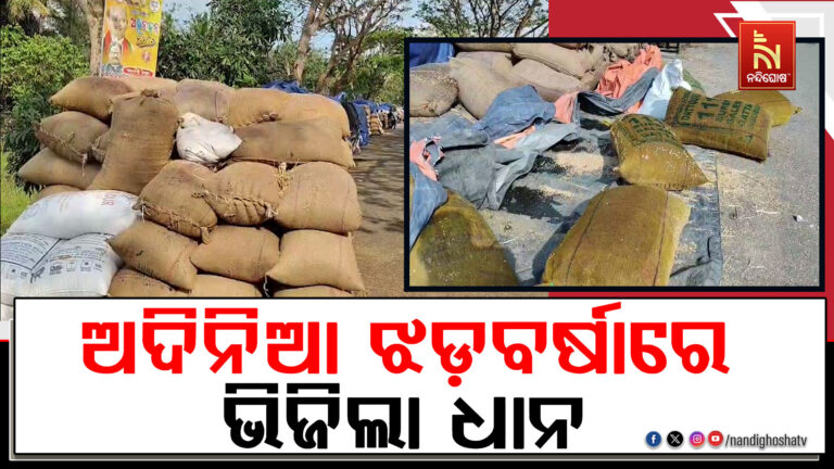 ମଣ୍ଡିରୁ ଉଠୁନି ଧାନ ; ପୁଣି ଅଦିନିଆ ଝଡ଼ବର୍ଷାରେ ଭିଜିଲା ହଜାର ହଜାର ଧାନ ବସ୍ତା