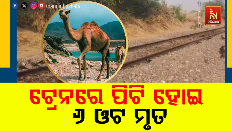 ଓଟ ପଲକୁ ଟକ୍କା ଦେଲା ଟ୍ରେନ୍ : ୬ ଓଟ ମୃତ