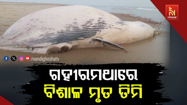 ଗହୀରମଥା ବେଳାଭୂମିରେ ଲାଗିଛି ମୃତ ତିମି…