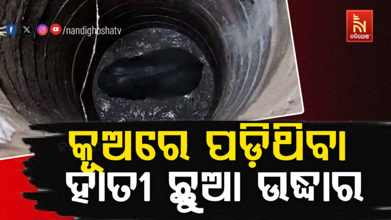 ଉଦ୍ଧାର ହେଲା କୂଅରେ ପଡିଥିବା ହାତୀ ଛୁଆ