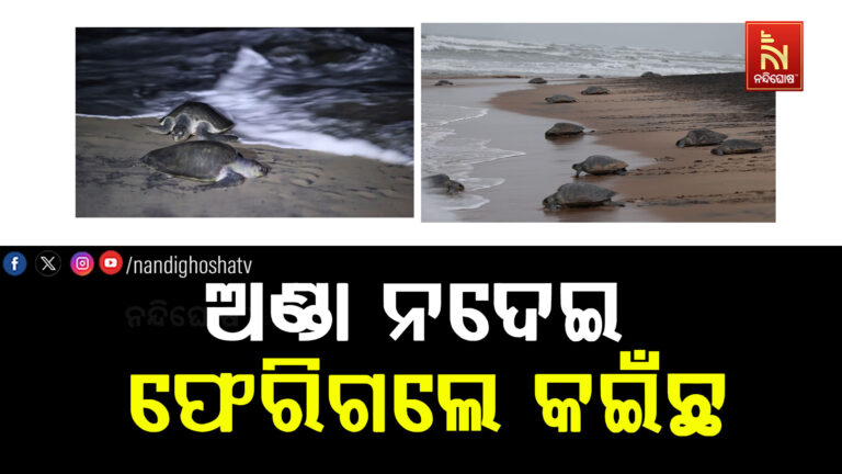 ଅଣ୍ଡା ନଦେଇ ଫେରିଗଲେ ଅଲିଭି ରିଡ଼ଲେ କଇଁଛ