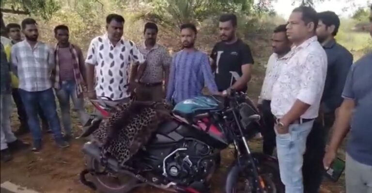 କଲରାପତରିଆ ବାଘଛାଲ ଜବତ,  ଜଣେ ଗିରଫ