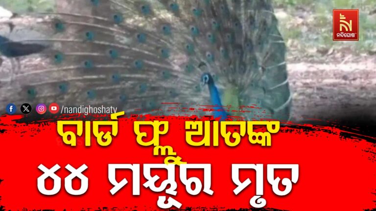 ବାର୍ଡ ଫ୍ଲୁ ଆତଙ୍କ : ୪୪ ମୟୂର ମୃତ, ସତର୍କତା ଜାରି
