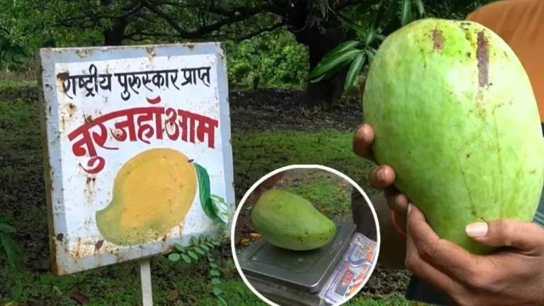 ଗୋଟିଏ ଆମ୍ବର ଦାମ ୩ ହଜାର ଟଙ୍କା