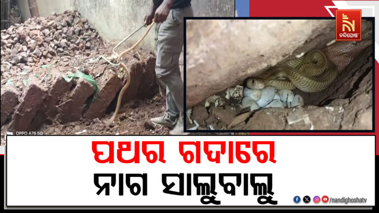 ପଥର ଗଦାରୁ ନାଗ ସହ ଅଣ୍ଡା ଉଦ୍ଧାର ; ୧୬ ଟି ଅଫୁଟା ଅଣ୍ଡା ଉଦ୍ଧାର