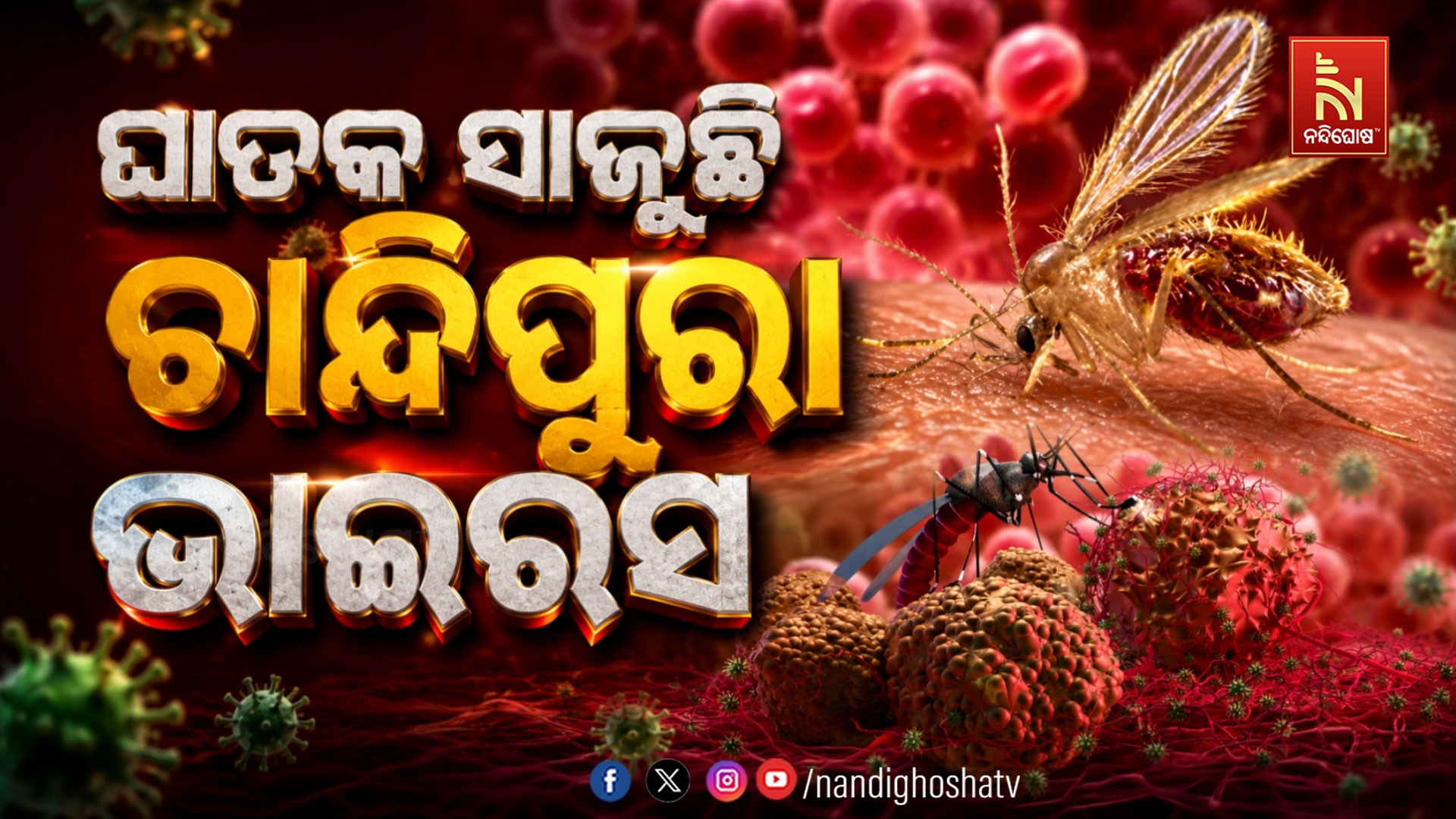 ଚିନ୍ତା ବଢାଉଛି ଚାନ୍ଦିପୁରା ଭାଇରସ୍!