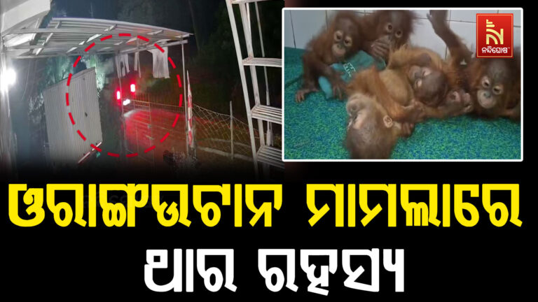 ବିଚିତ୍ରପୁରରୁ ୫ ଓରାଙ୍ଗଉଟାନ ଉଦ୍ଧାର, ଜୋରଦାର ତଦନ୍ତ